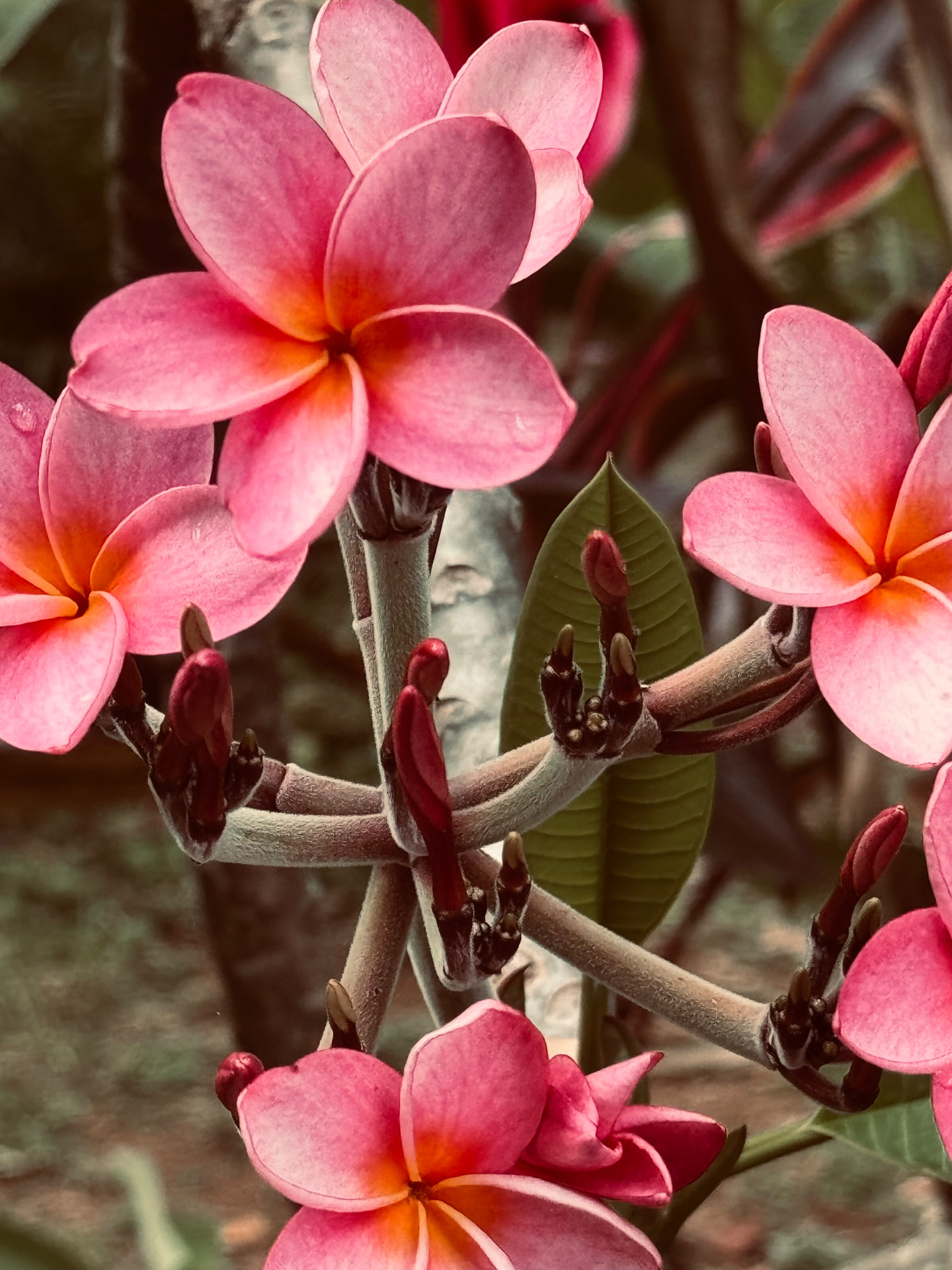 Pink frangipani blossoms on a branch