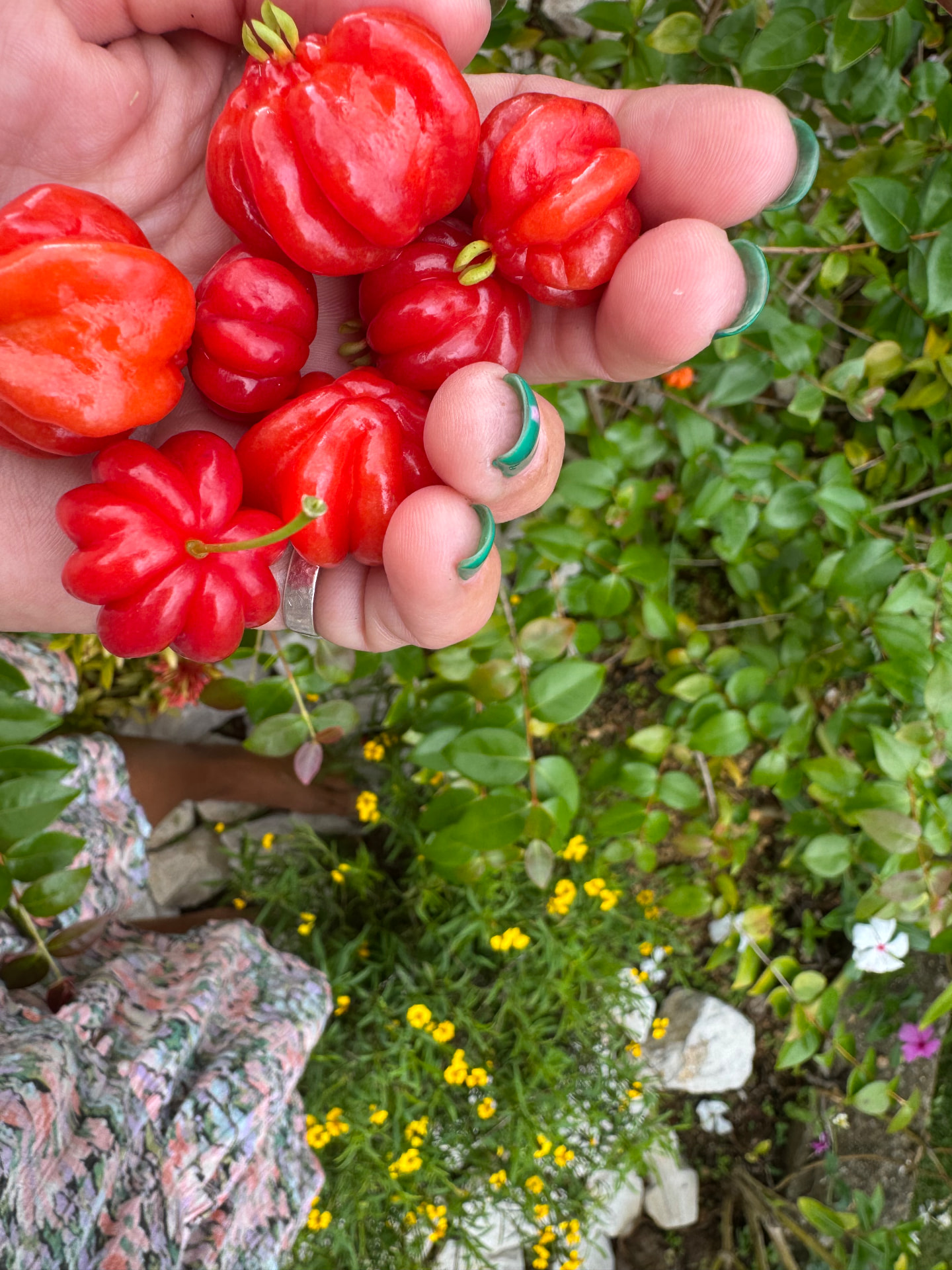 A hand holding freshly picked bright red Surinam cherries above a green garden bed