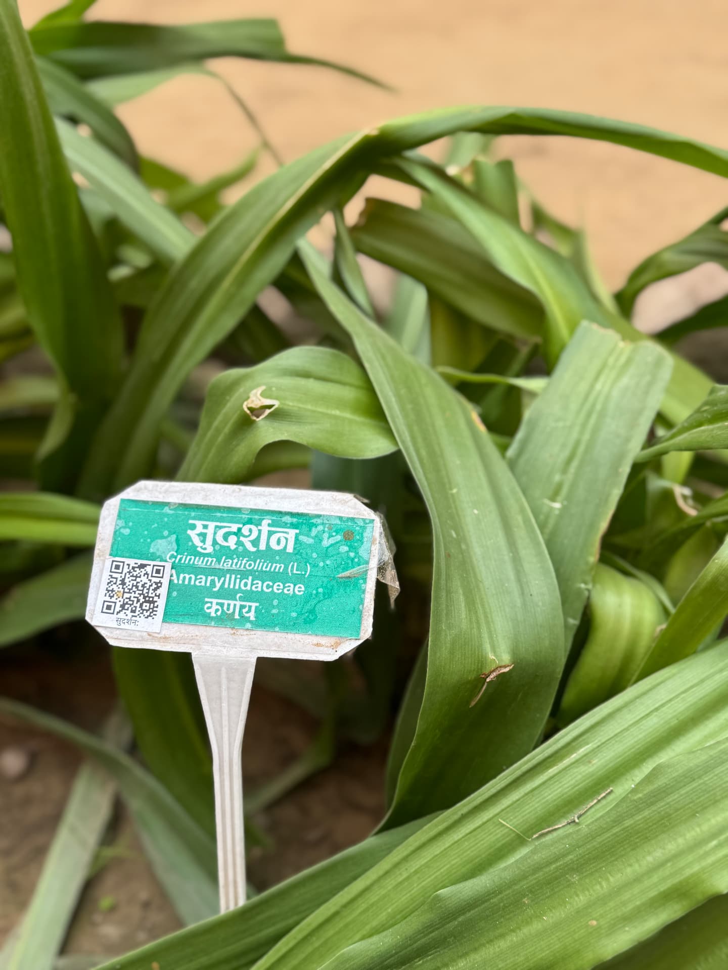 A medicinal plant labelled with its Sanskrit name in the garden