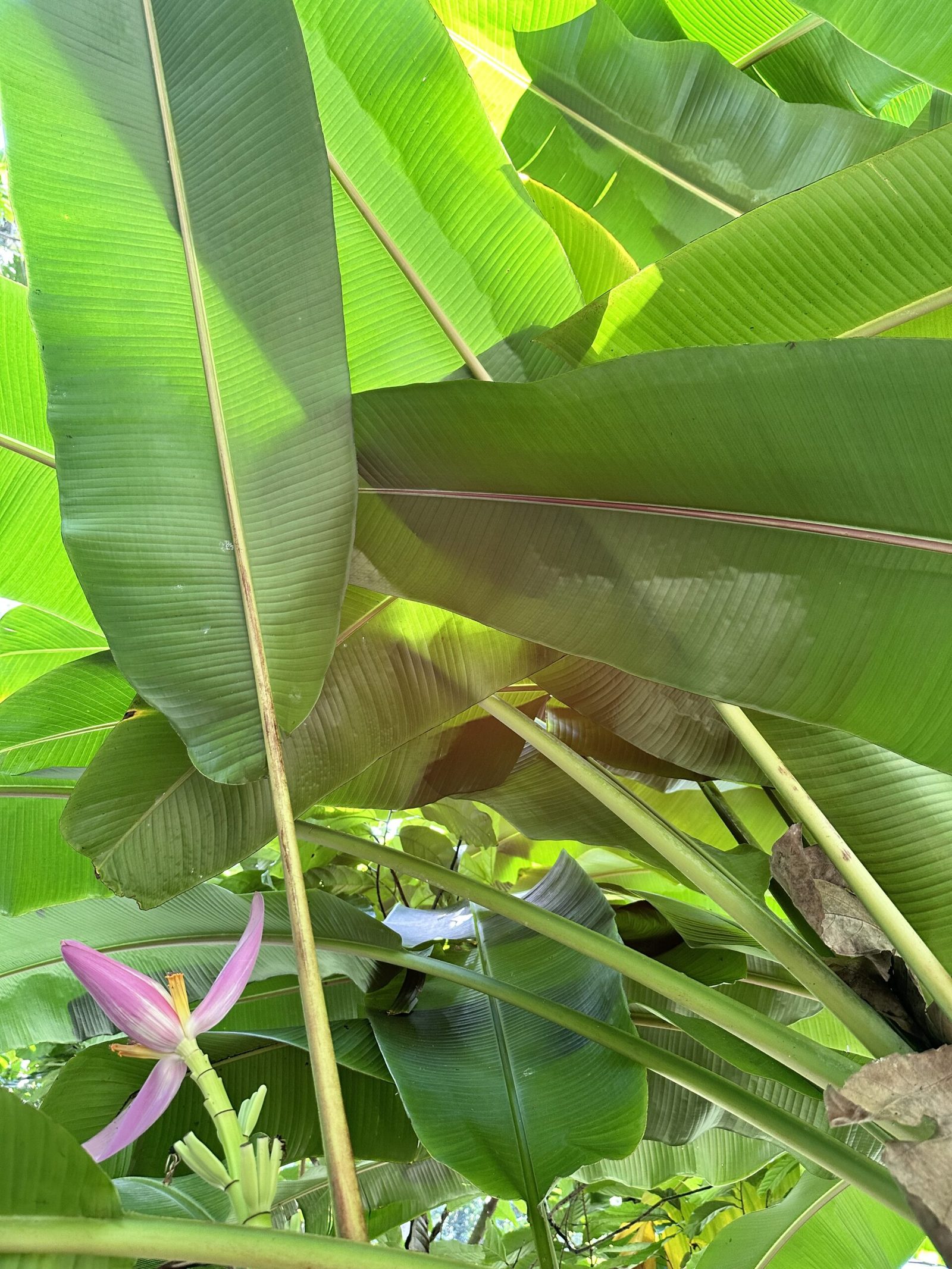 Beginner’s Guide: Integrating Ayurveda into Daily Life