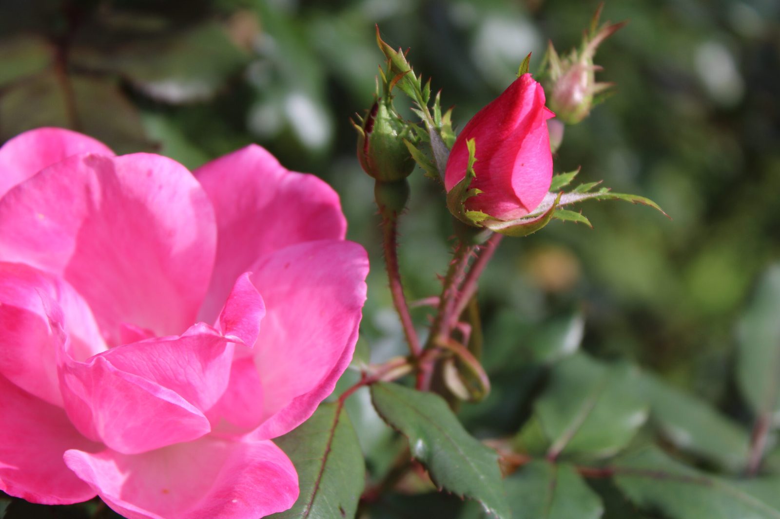 Roses