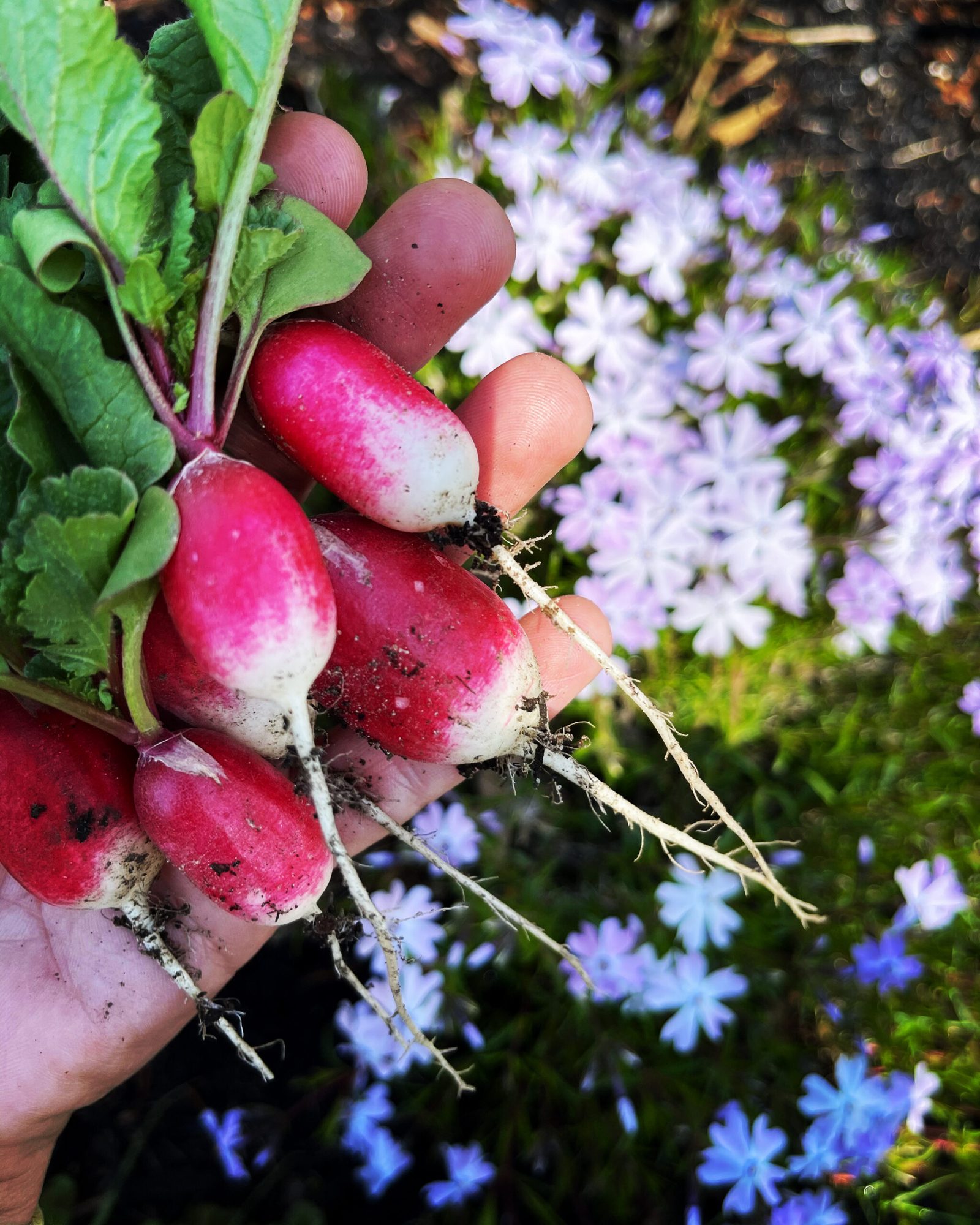 Kapha Dosha Diet