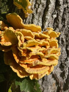 ayurveda and mushrooms; ayurveda psilocybin