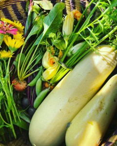 Zucchini & Summer Squash Lasagna