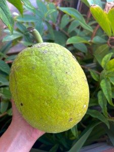 Boiled Breadfruit Recipe