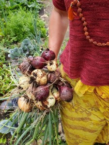 creamy garlic beets and greens