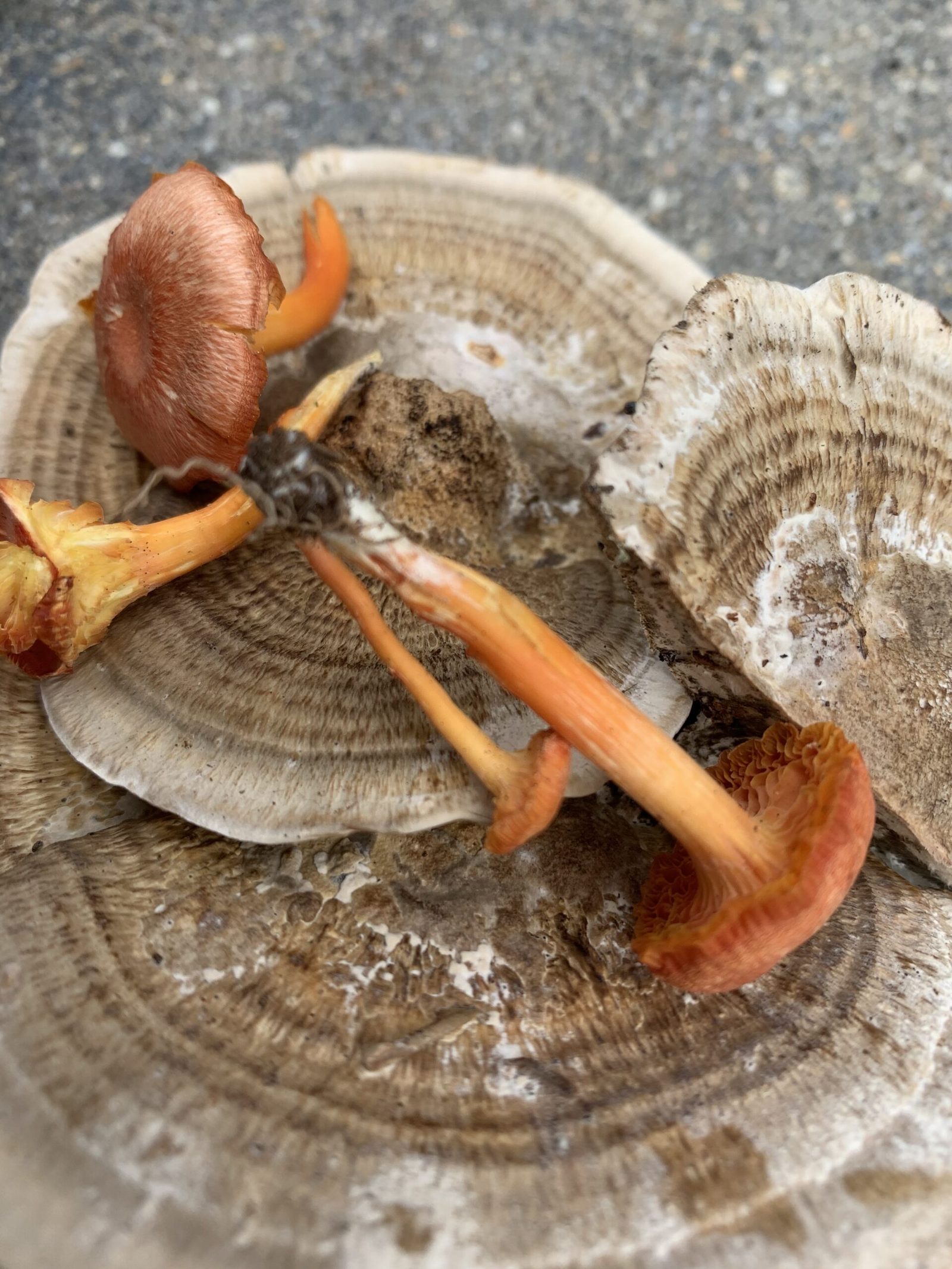 Ayurveda and Mushrooms: From Side Dishes to Psilocybin