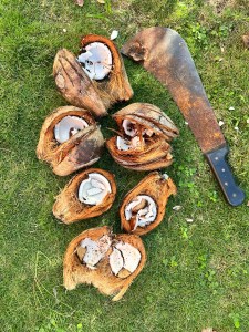 DIY coconut milk